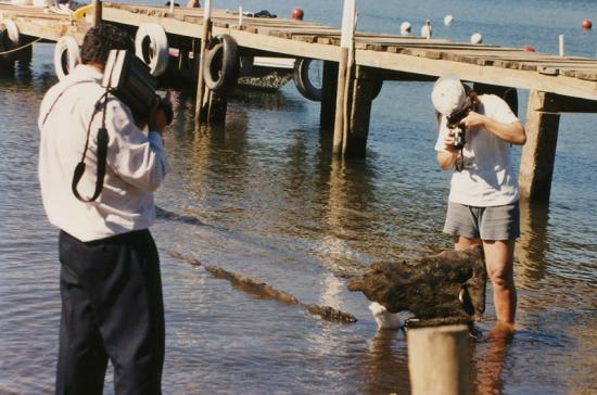 Hallazgo del wampo, lago Lanalhue, diciembre de 1995. Colección fotográfica Museo Mapuche de Cañete