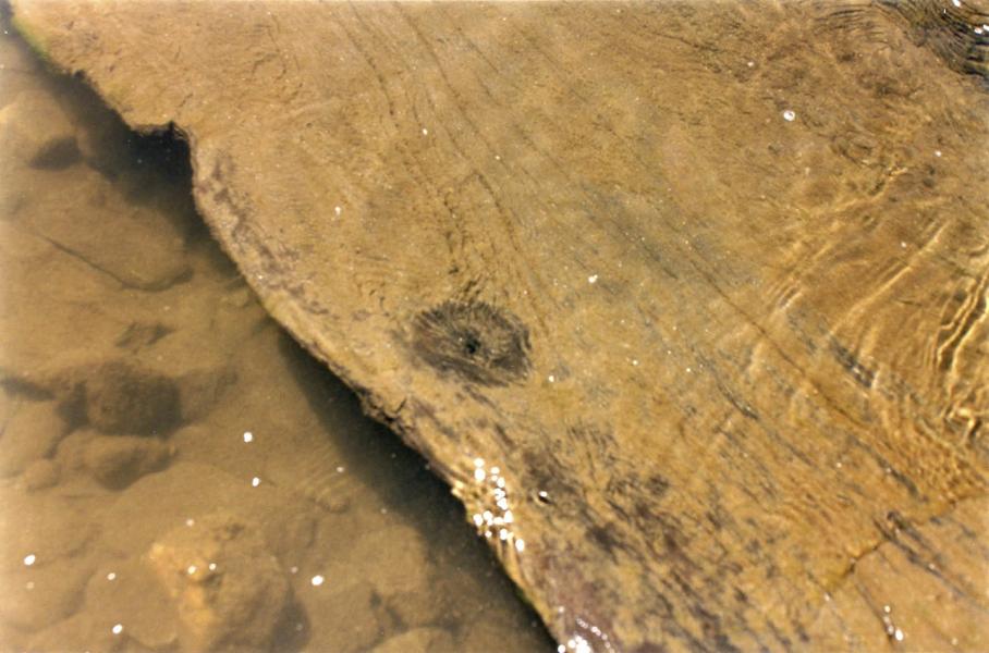 Detalle del wampo sumergido Detalle del wampo sumergido