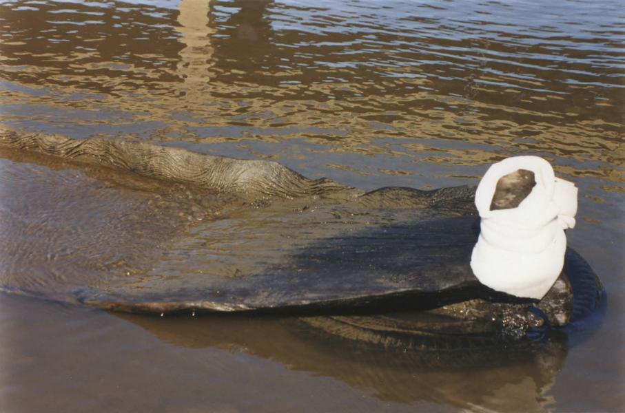 Detalle de la popa del wampo Detalle de la popa del wampo